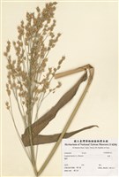 藏品(高粱)的圖片